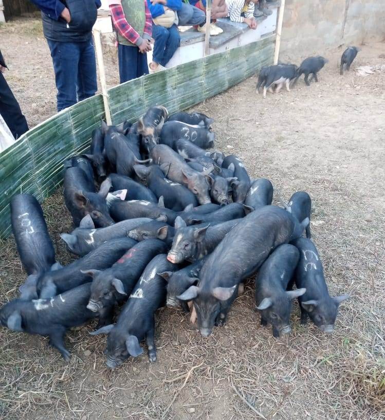Revision of the piggery model held at Thetsumi village under Phek district on February 19.